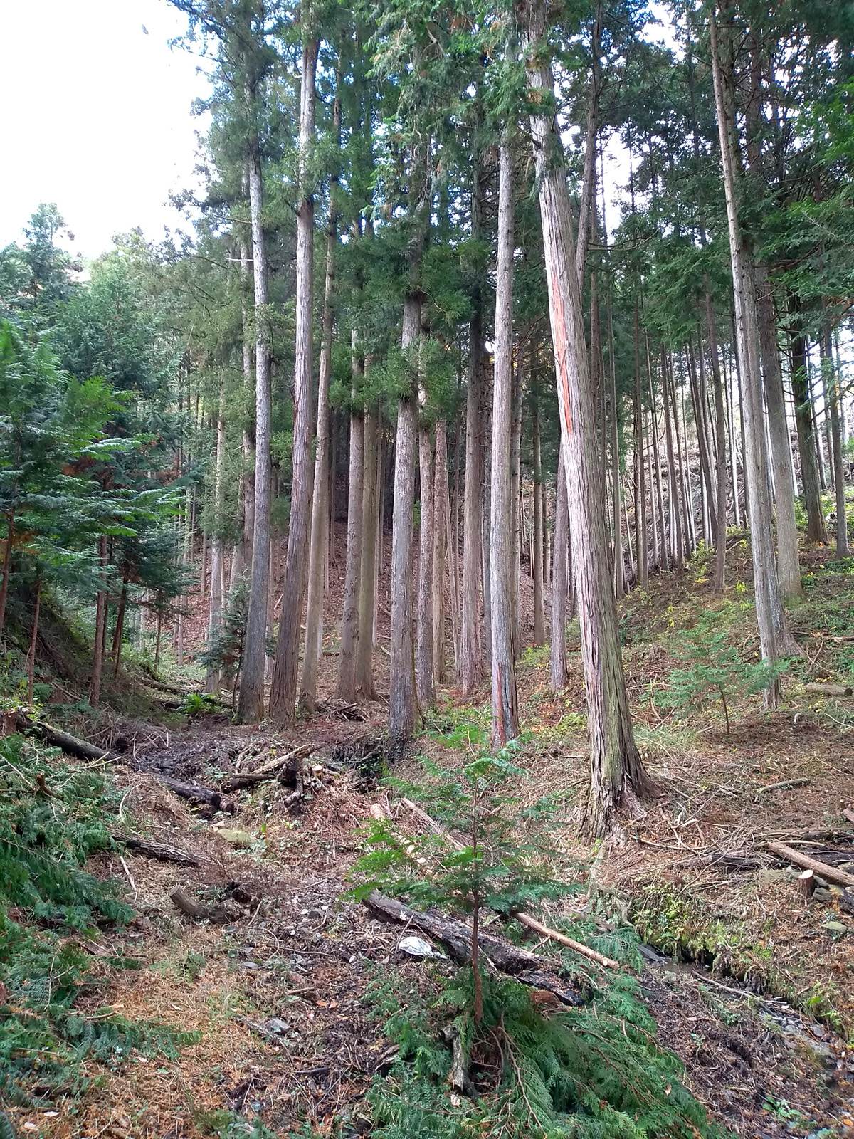 はじめての林業体験
