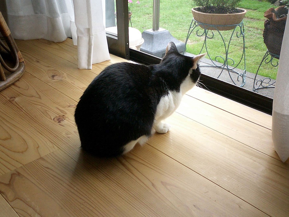 杉板の床とねこ　風樂房