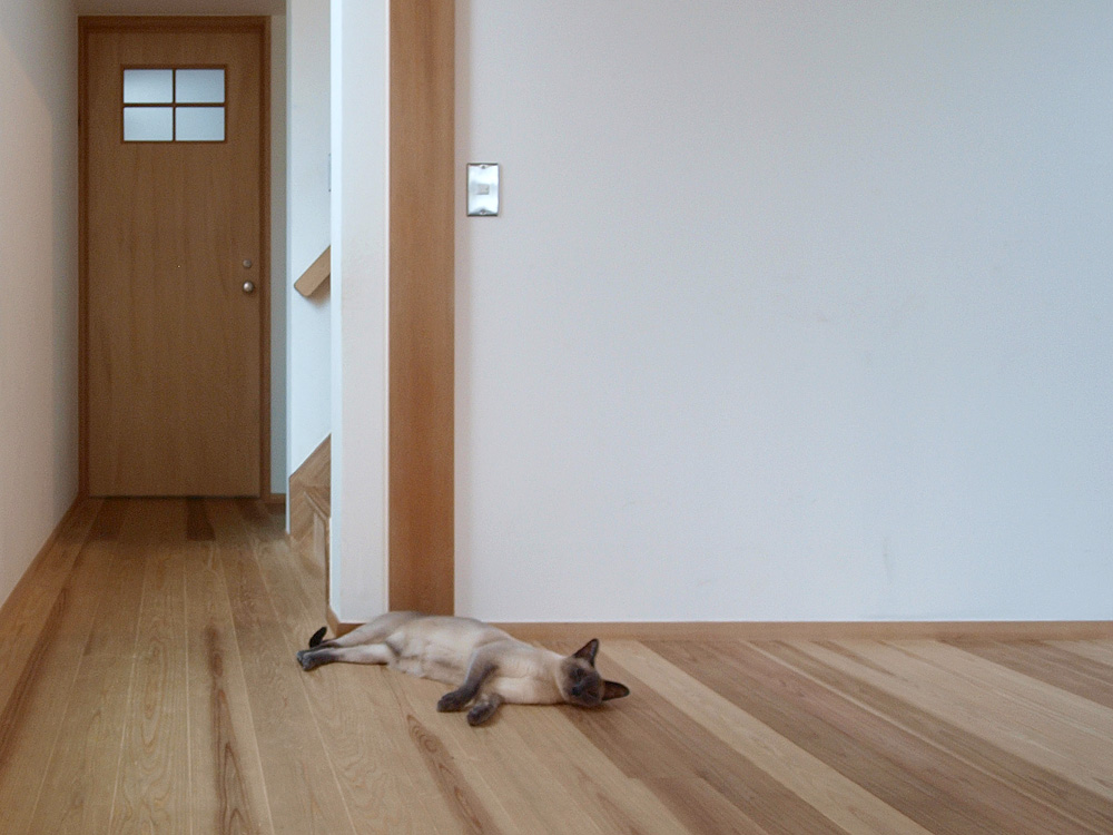 杉板の床とねこ　LWH003