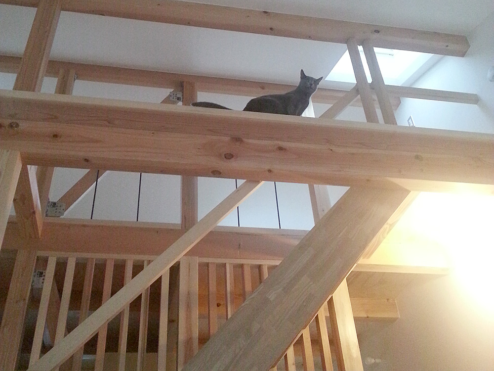 杉板の床とねこ　LWH003