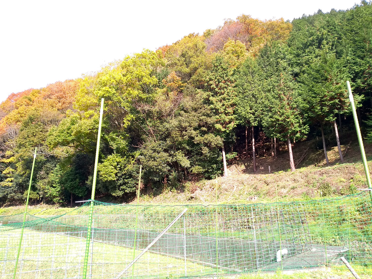 はじめての林業（体験）