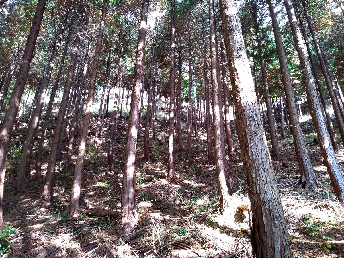 はじめての林業体験