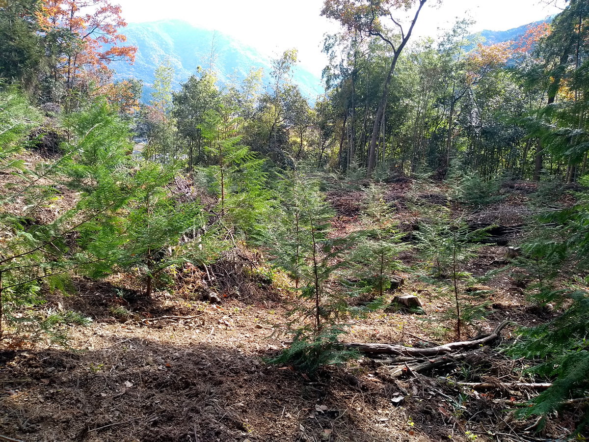 はじめての林業体験