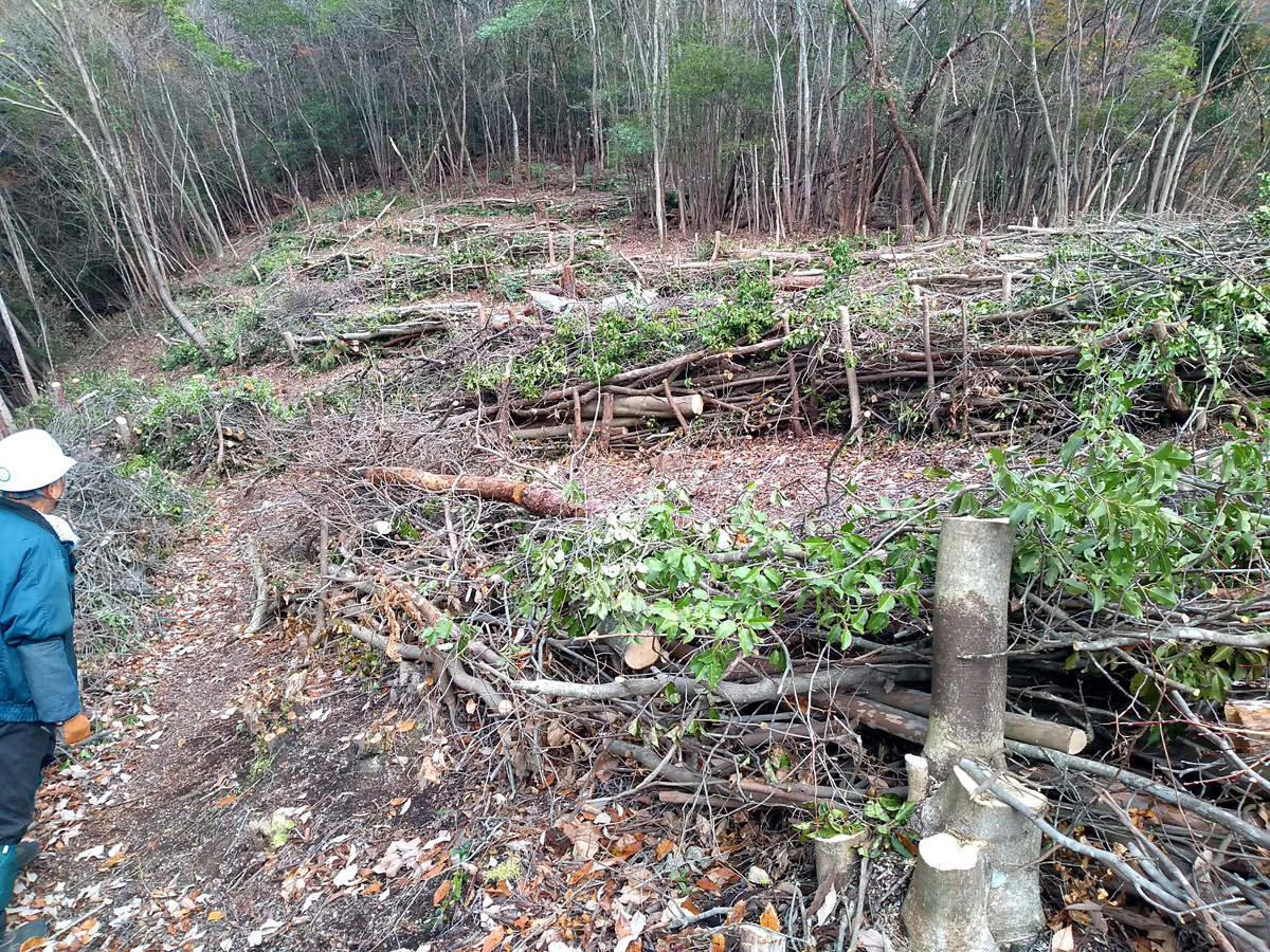 はじめての林業体験