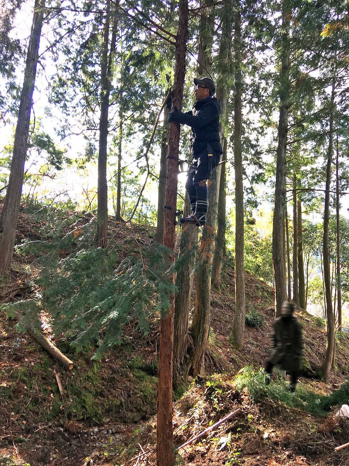 はじめての林業体験