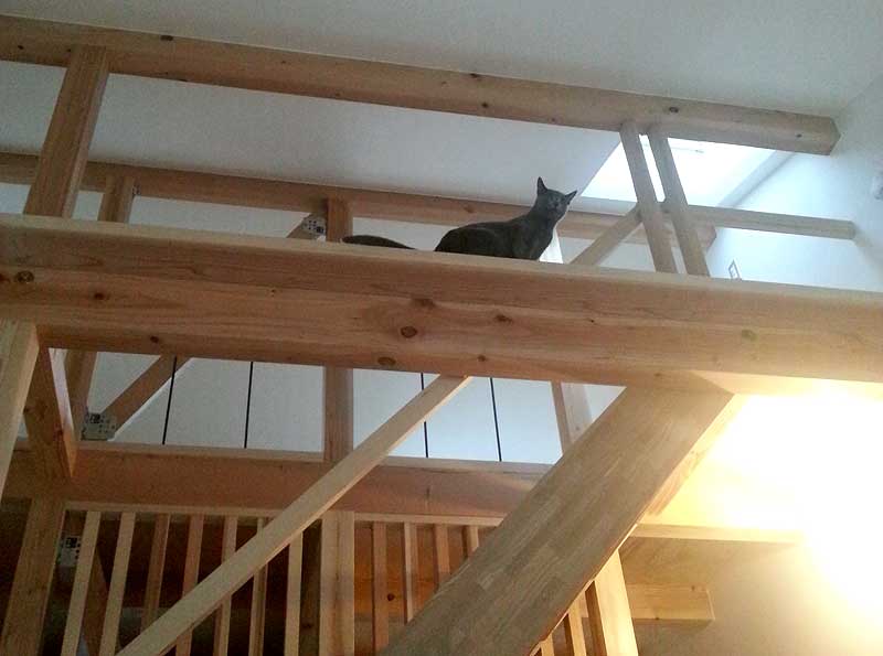LWH003立川の家　キャットウォークの上の猫