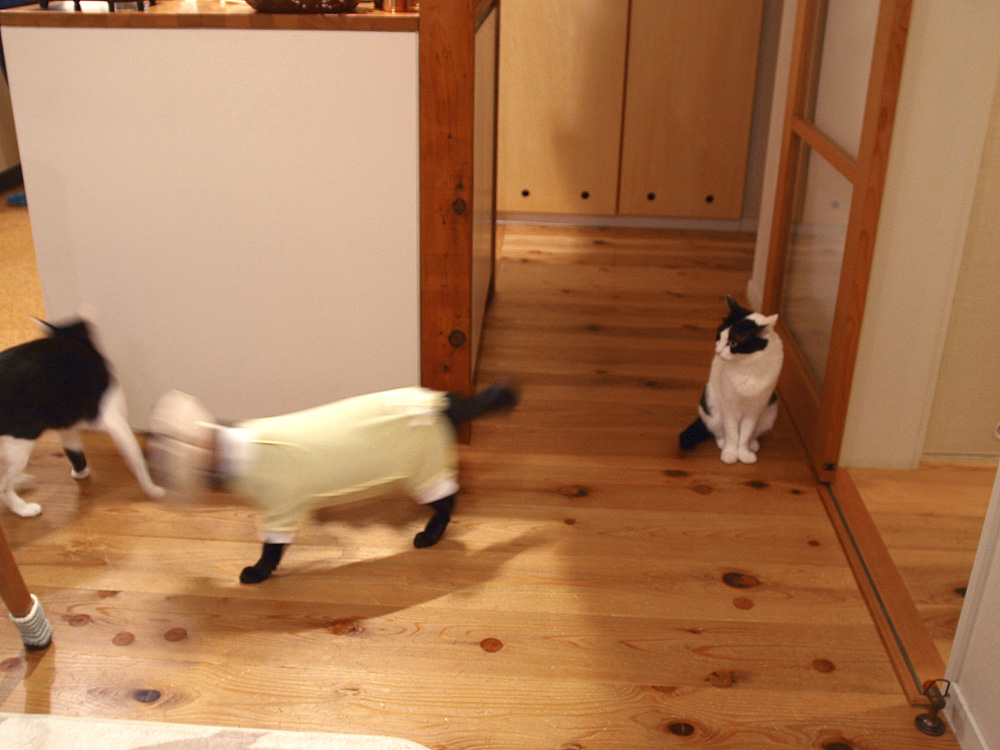 ふうらいぼう　９年