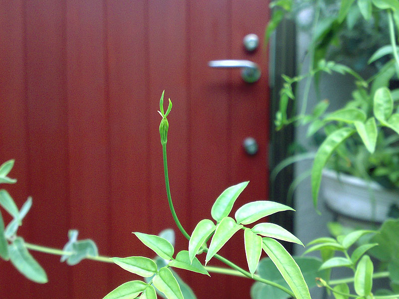 猫と夫婦の家のリフォーム　中野の家R　２階階段側